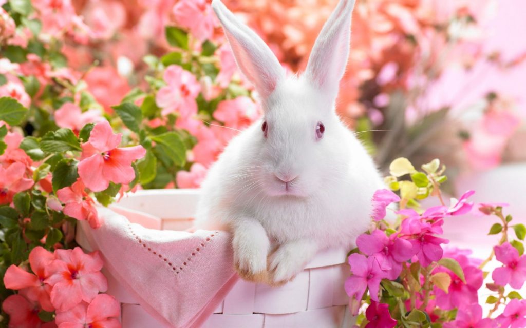 easter pic