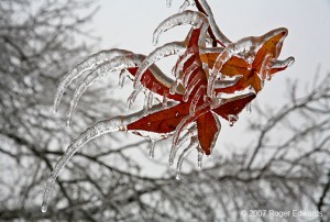 sweetgum ice pic